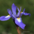 Mittags-Schwertlilie (Moraea sisyrinchium)